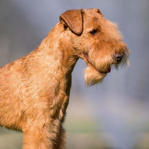 Fox sales terrier ginger